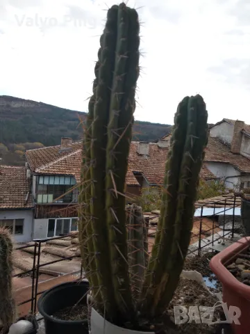 Кактуси Сан Педро, снимка 6 - Стайни растения - 47015953