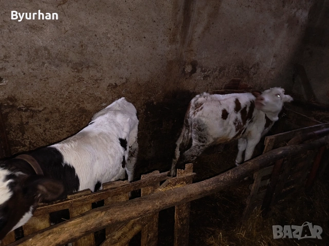 Свободно две мъжки телета на 5 и 3 месеца