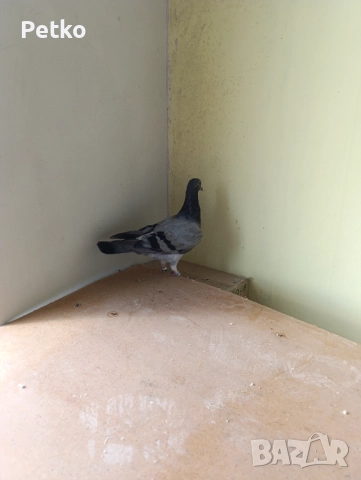 Пощенски гълъби, снимка 8 - Гълъби - 52188245