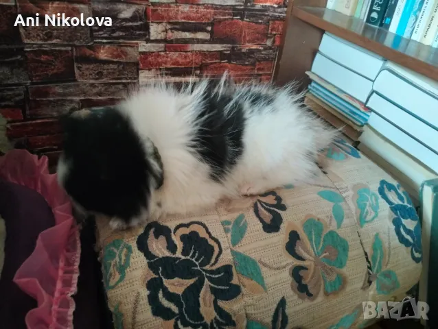 Мини шпиц , снимка 14 - Померан - 49781285