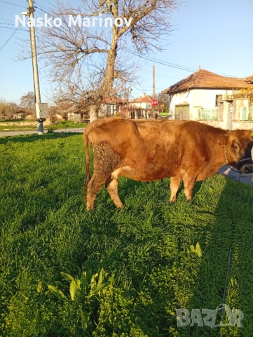 Стелна крава в 9мс, снимка 3 - Крави - 52618426