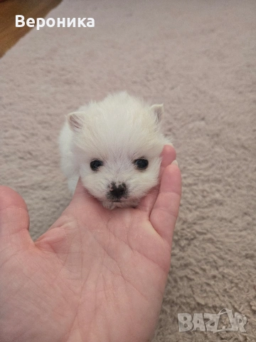 померан момче, снимка 7 - Померан - 53168356