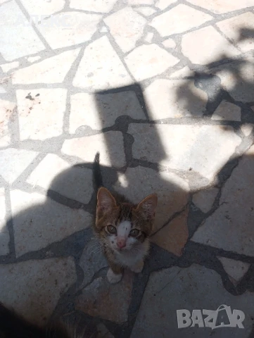 ПОДАРЯВАМ КОТЕНЦА, снимка 6 - Мейн кун - 50985226