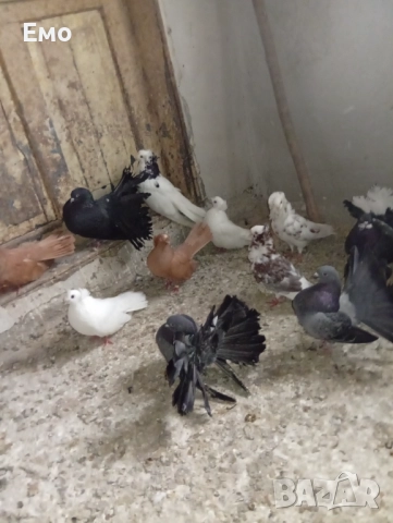 Продавам гълъбиии те си , снимка 3 - Гълъби - 52624192