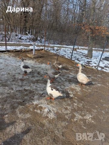 Гъски и пуйки, снимка 4 - Кокошки и пуйки - 53354727