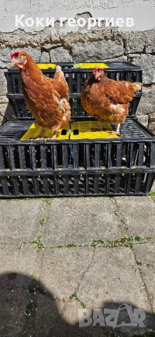 продавам кокошки носачки ломан браун на 1 година , снимка 1