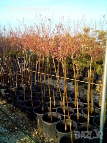 Комплект 2бр върби - плачеща и пъстролиста, снимка 7 - Градински цветя и растения - 53060106