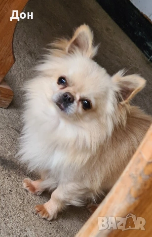 Мъжко 🩵 Чихуахуа търси своите дами🐾💓, снимка 4 - Чихуахуа - 53211220