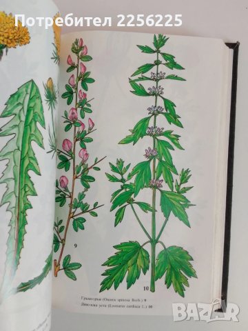 Билки и билкосъбиране, снимка 3 - Специализирана литература - 51113690