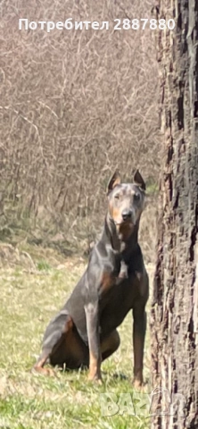 Мъжки доберман за разплод 