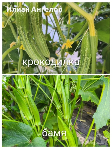 Семена от стари селски сортове домати,краставици и други, снимка 11 - Сортови семена и луковици - 52629365