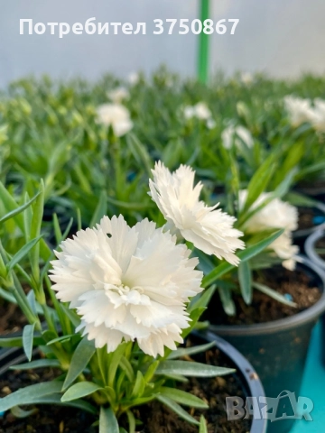 🧡💜🧡 Карамфил/Dianthus 🧡💜🧡, снимка 4 - Градински цветя и растения - 52139554