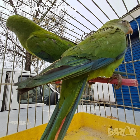 продавам папагал барабанди 2025 г, снимка 2 - Папагали - 52809525