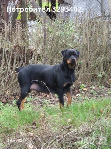 ротвайлер, снимка 6 - Ротвайлер - 52488394