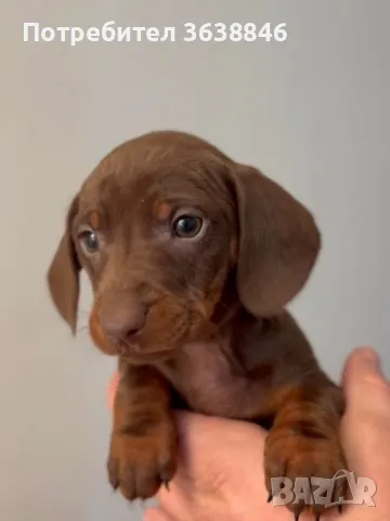 Мини дакел, снимка 2 - Дакели - 48373944