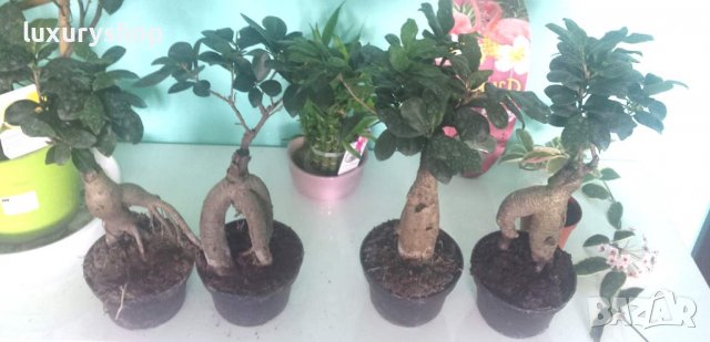 БЕЗПЛАТНА ДОСТАВКА!   х 100 броя селектирани семена от Дръвче " Бонсай "   Цена: 16.89 лева, снимка 3 - Стайни растения - 36770208