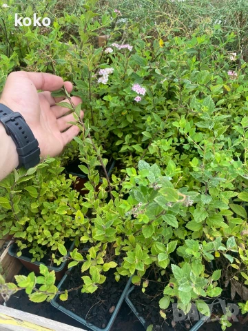 Спирея Японика , снимка 1