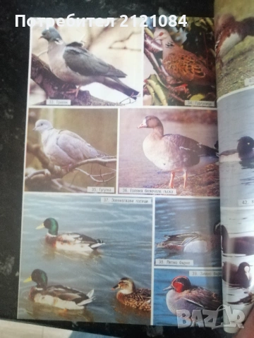 Книгата на младия ловец / Н.Нинов, Х.Михайлов,С.Стоянов , снимка 6 - Специализирана литература - 53296693