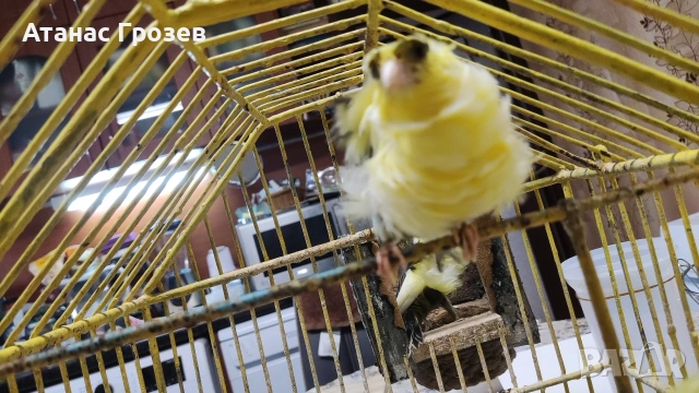 Продавам канари, снимка 16 - Канари - 53570041