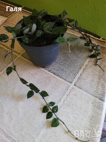 Хоя - Восъчно Цвете, снимка 6 - Стайни растения - 51776513