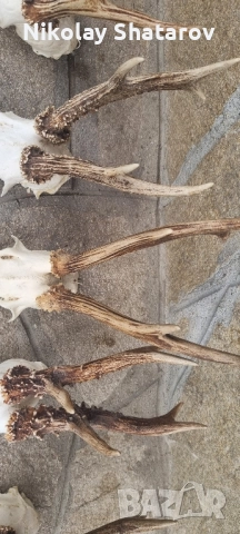 Трофеи от съръндак , снимка 4 - Декорация за дома - 51708253