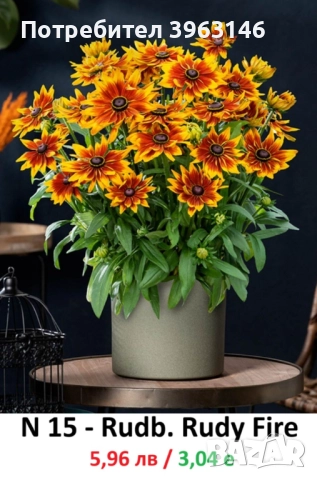 ГРАДИНСКИ Многогодишни Цветя., снимка 5 - Градински цветя и растения - 51078764