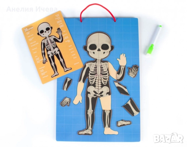 Магнитна дъска с човешкото тяло 