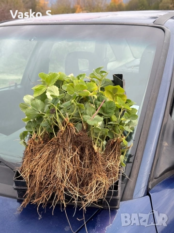 Ягоди, снимка 15 - Градински цветя и растения - 53472392