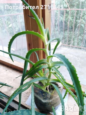 Лечебно Алое Вера, снимка 4 - Стайни растения - 37624538