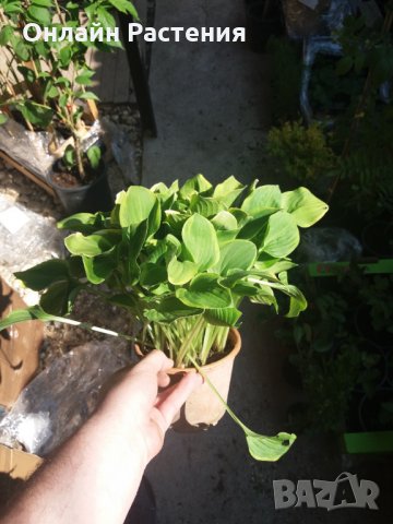 Хоста Бяло с Зелено , Жълто с зелено и чисто зелена  Цена за 1бр 8,50лв., снимка 4 - Градински цветя и растения - 28613762