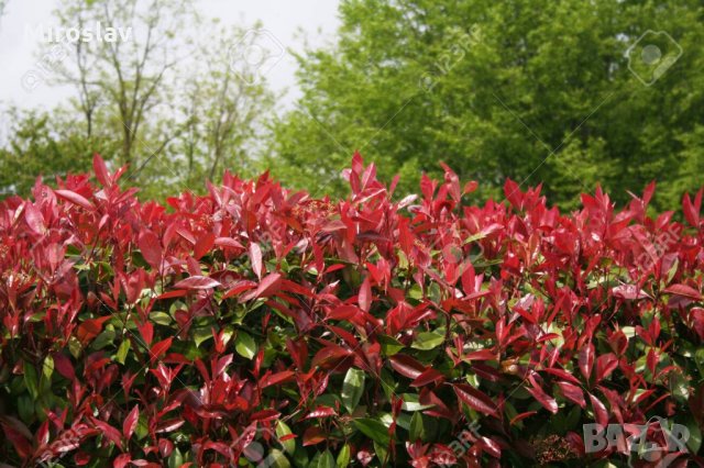 Фотиния-(Photinia Red Robin), снимка 4 - Градински цветя и растения - 33103700