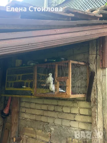 Различни видове гугутки, гр.Пещера, снимка 3 - Гълъби - 50148737