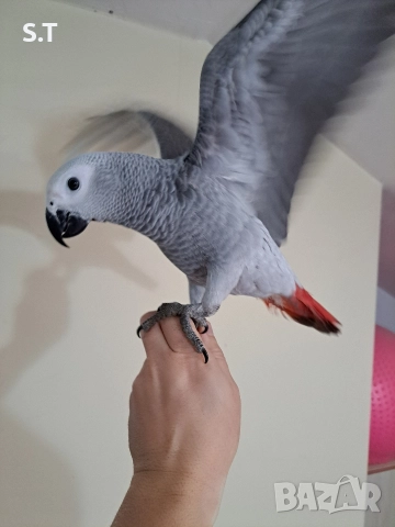 Папагал кралско жако