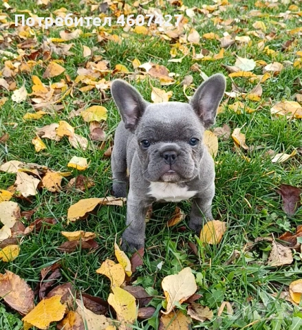 Френски булдог, снимка 5 - Френски булдог - 52350925
