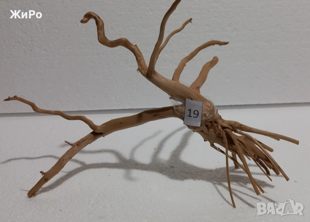 Корен от Азалия /декорация/ 19, снимка 3 - Други - 48936449