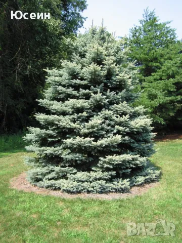 Озеленяване за паркове,градини,алей, снимка 2 - Градински цветя и растения - 48398291