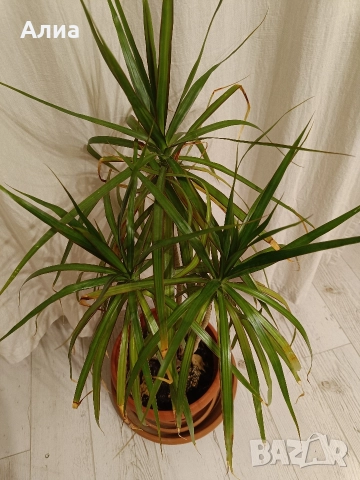 Драцена маргината и Драцена фрагранс, снимка 11 - Стайни растения - 42065724