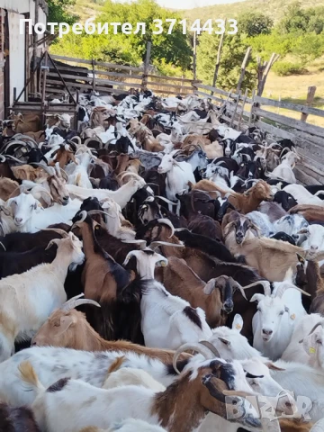 Продавам кози