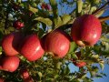 Фиданки висококачествена ябълка Турция