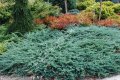 Хвойна Уилтони, Juniperus horizontalis wiltonii, снимка 3