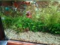 Продавам аквариум , снимка 5