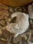 Продавам Ангора, снимка 2