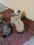4 момичета и 1 момче Пекинези, снимка 2