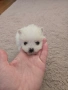 померан момче, снимка 7