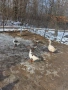 Гъски и пуйки, снимка 4