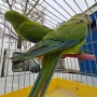 продавам папагал барабанди 2025 г, снимка 2