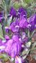 Мини ирис, снимка 1 - Градински цветя и растения - 36296470