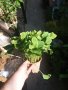 Хоста Бяло с Зелено , Жълто с зелено и чисто зелена  Цена за 1бр 8,50лв., снимка 4
