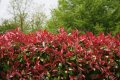 Фотиния-(Photinia Red Robin), снимка 4