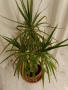 Драцена маргината и Драцена фрагранс, снимка 11